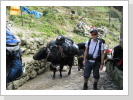 10/2011: Im Anmarsch Richtung Namche Bazar / Ama Dablam Expedition (6856 m)